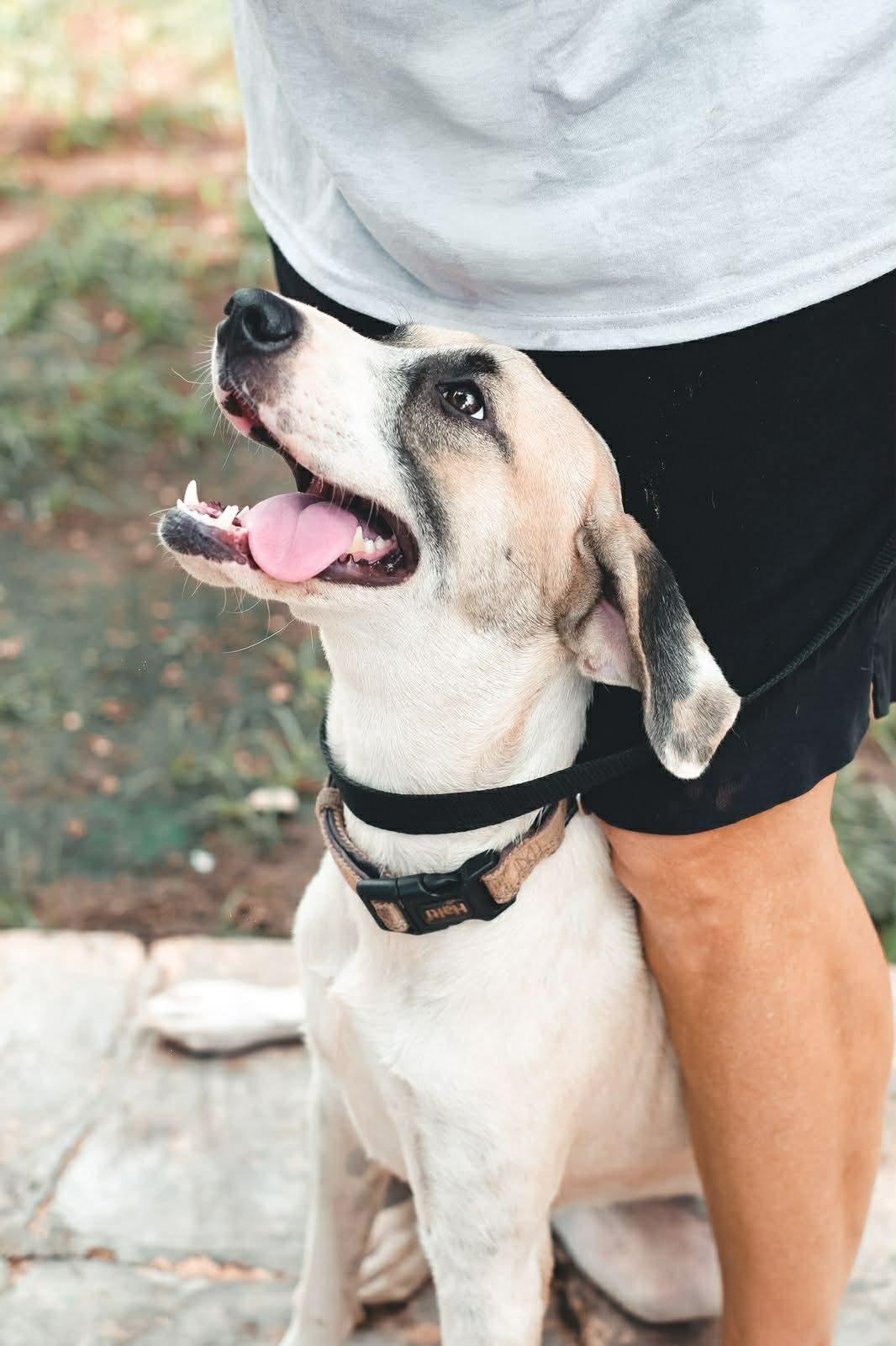 Enlarge Greta, an adopted mixed breed in Calgary, AB image 4/6