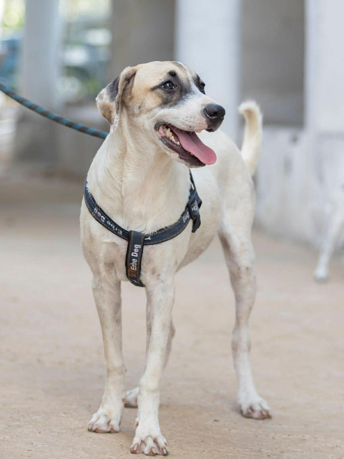 Greta, adopted, Adult Female Labrador Retriever.