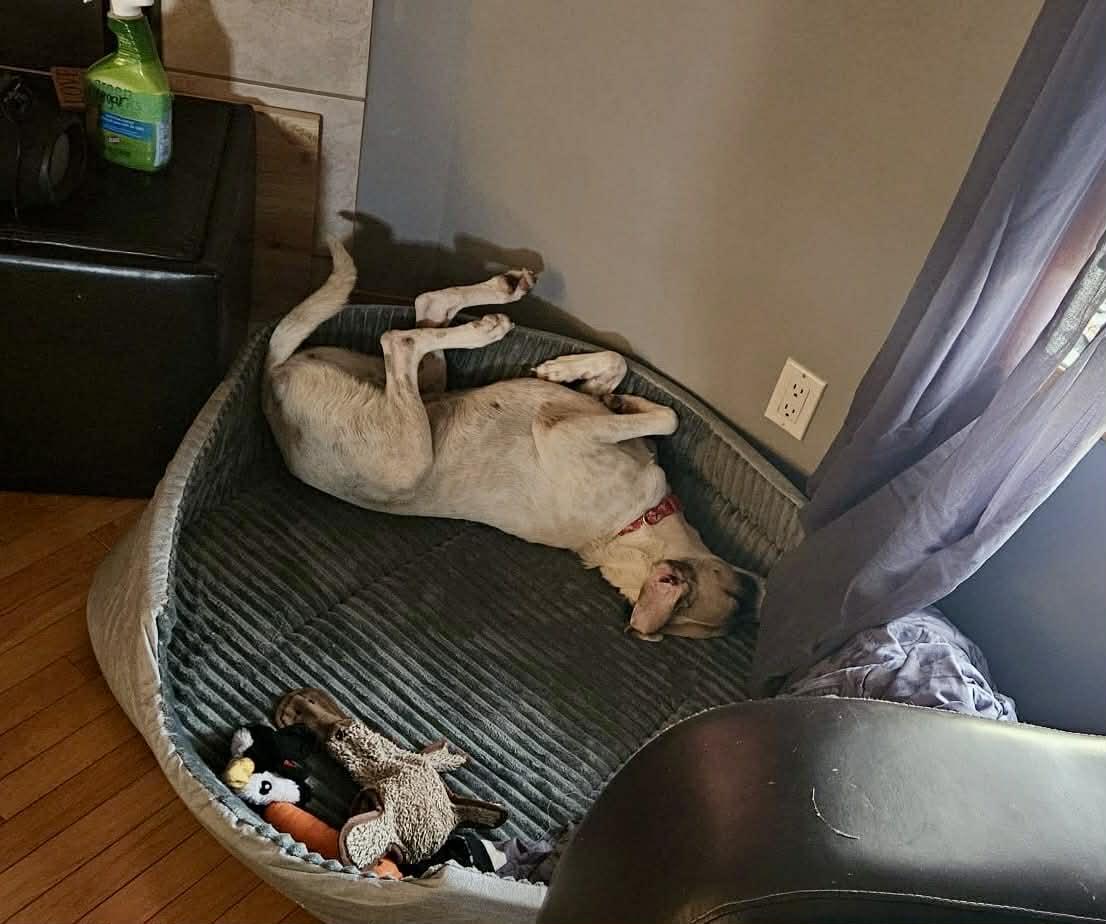 Enlarge Greta, an adopted mixed breed in Calgary, AB image 6/6