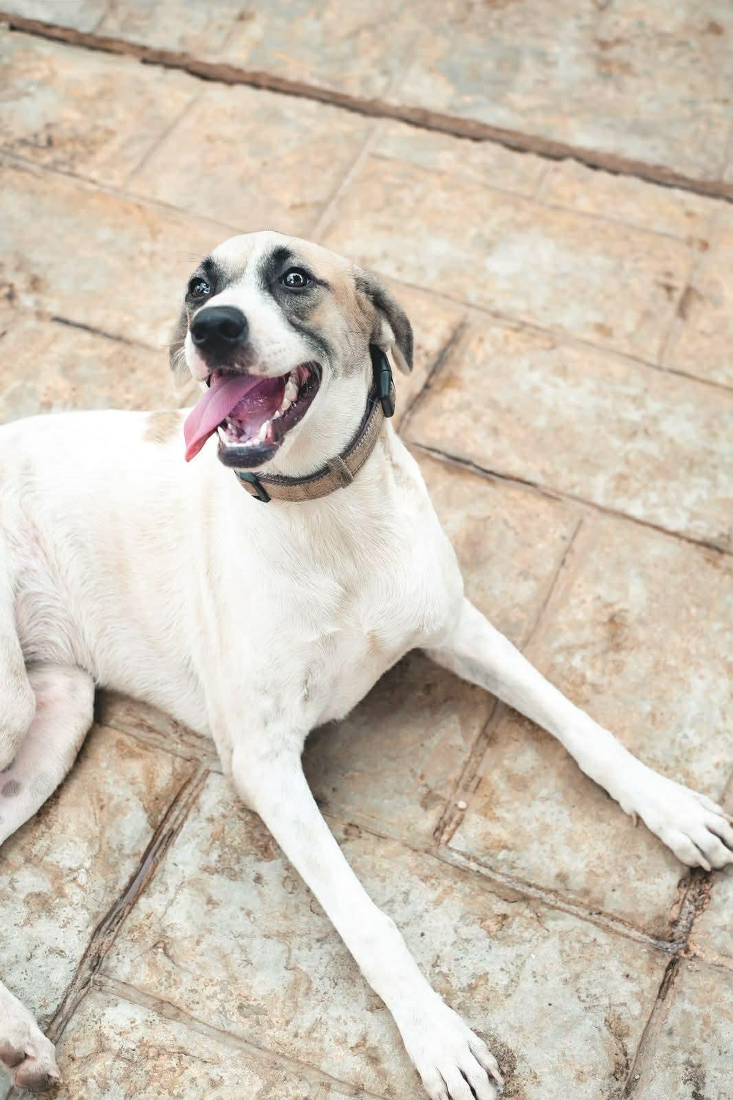 Enlarge Greta, an adopted mixed breed in Calgary, AB image 3/6