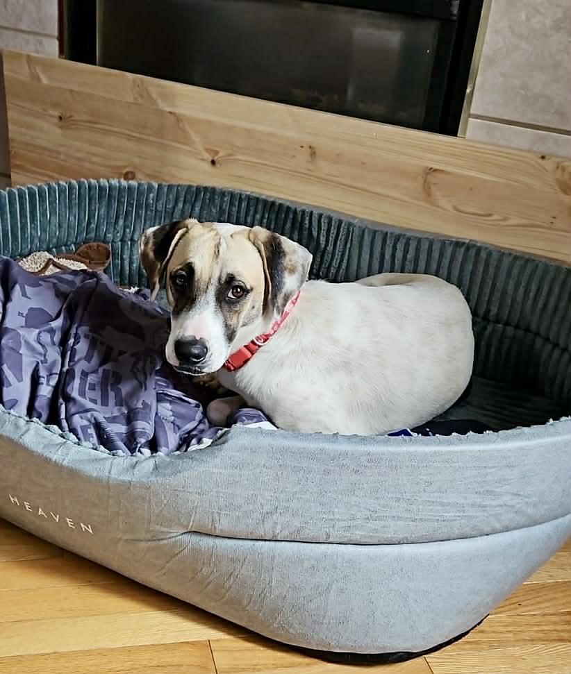Enlarge Greta, an adopted mixed breed in Calgary, AB image 5/6