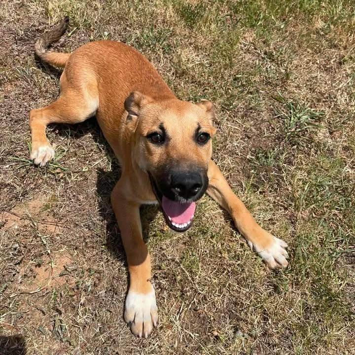Lock, a Adoptable Shepherd in Springdale, AR image 3/6