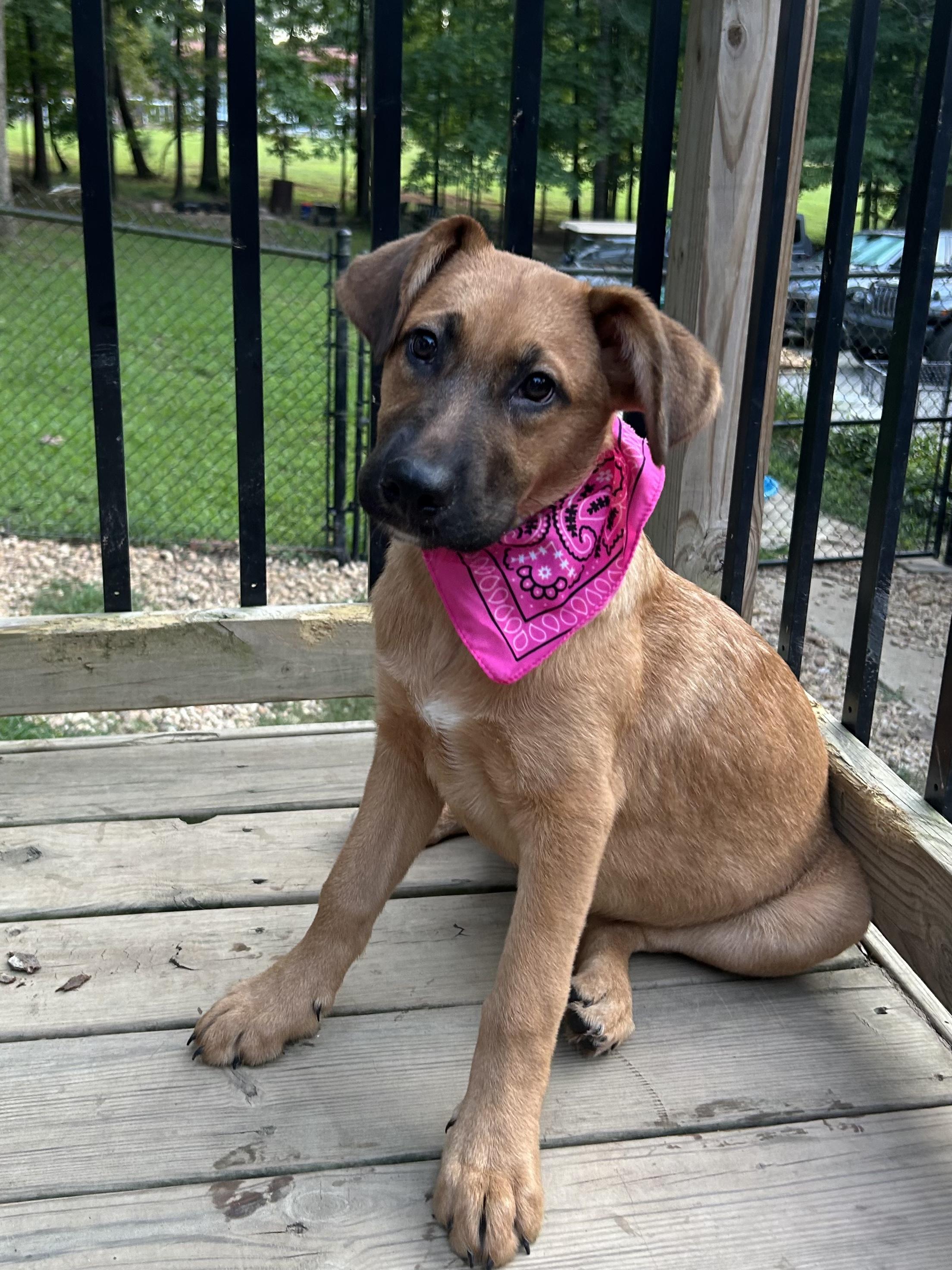 FAWN