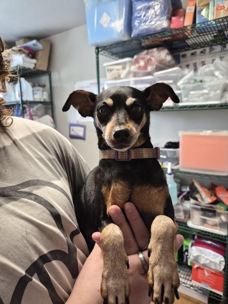 Minnie, Adoptable, Senior Female Miniature Pinscher.