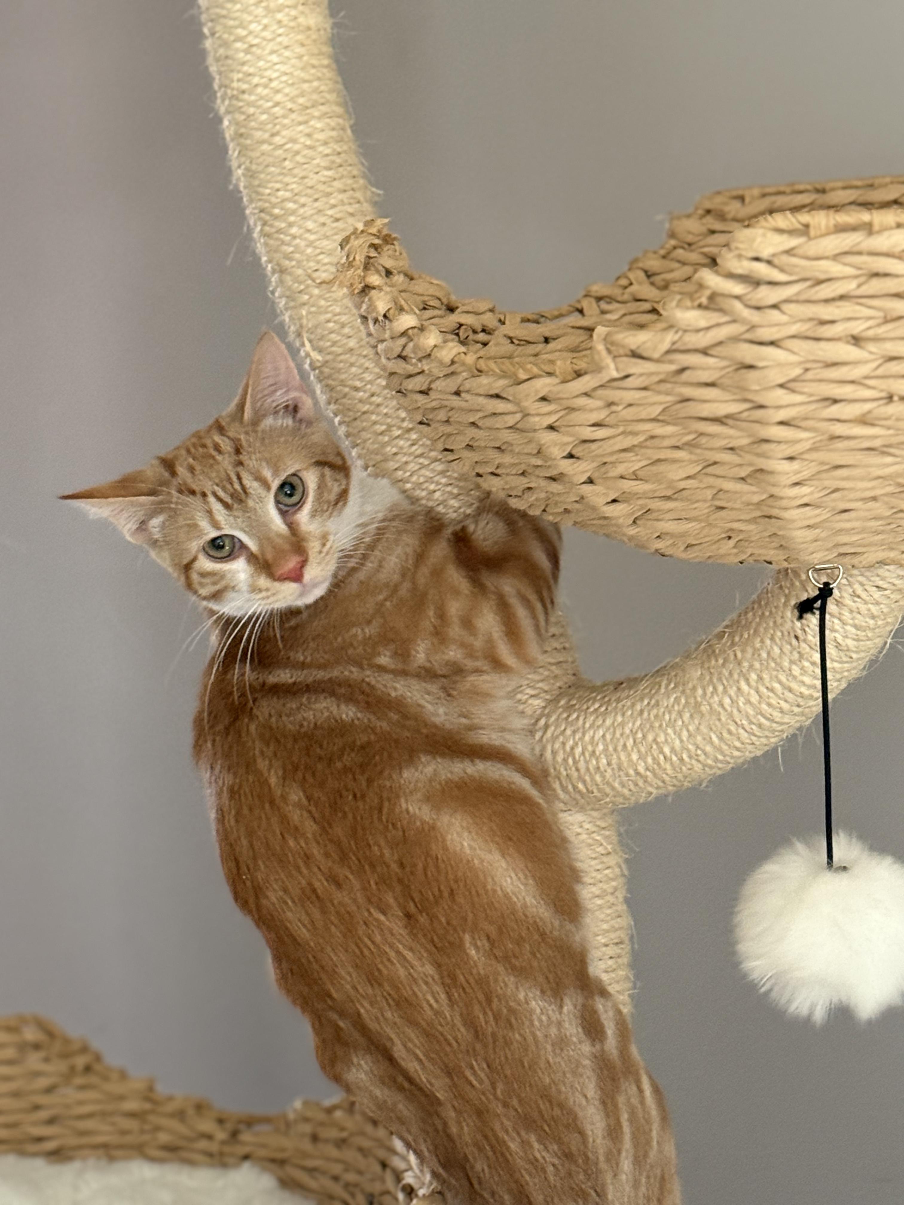 Colander, a Adoptable Domestic Short Hair in Philadelphia, PA image 1/5