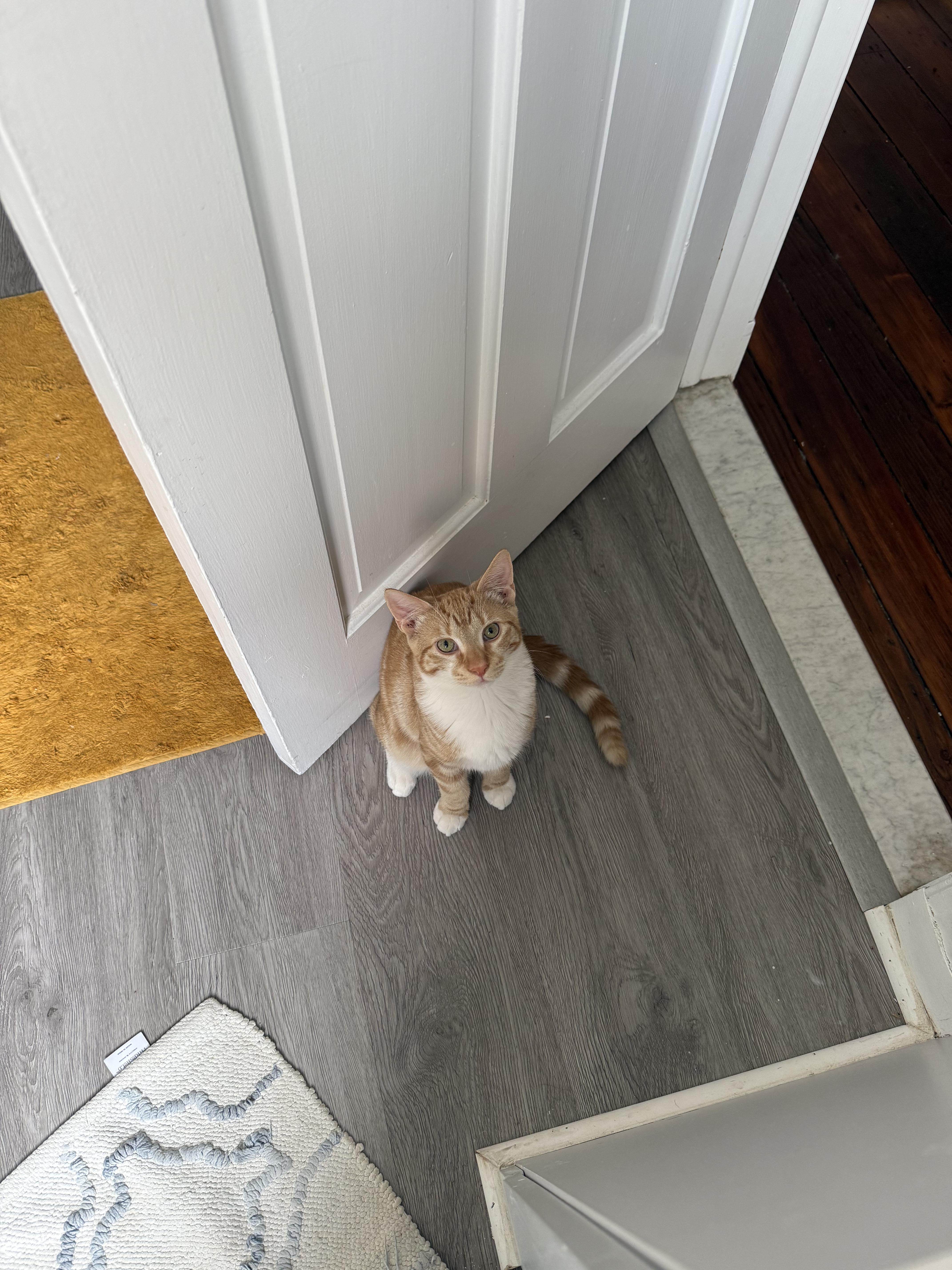 Colander, a Adoptable Domestic Short Hair in Philadelphia, PA image 2/5