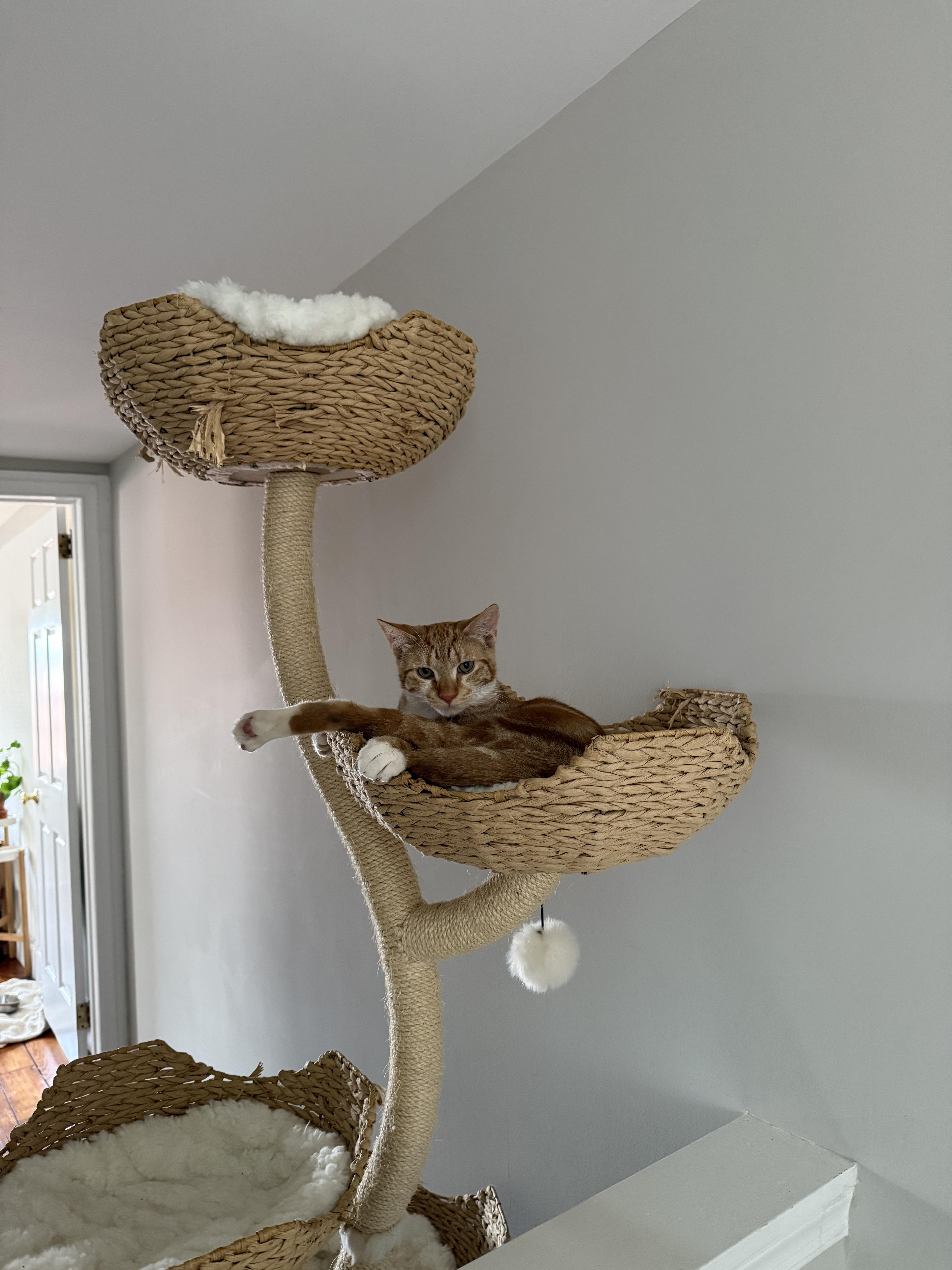 Enlarge Colander, a Adoptable Domestic Short Hair in Philadelphia, PA image 3/6