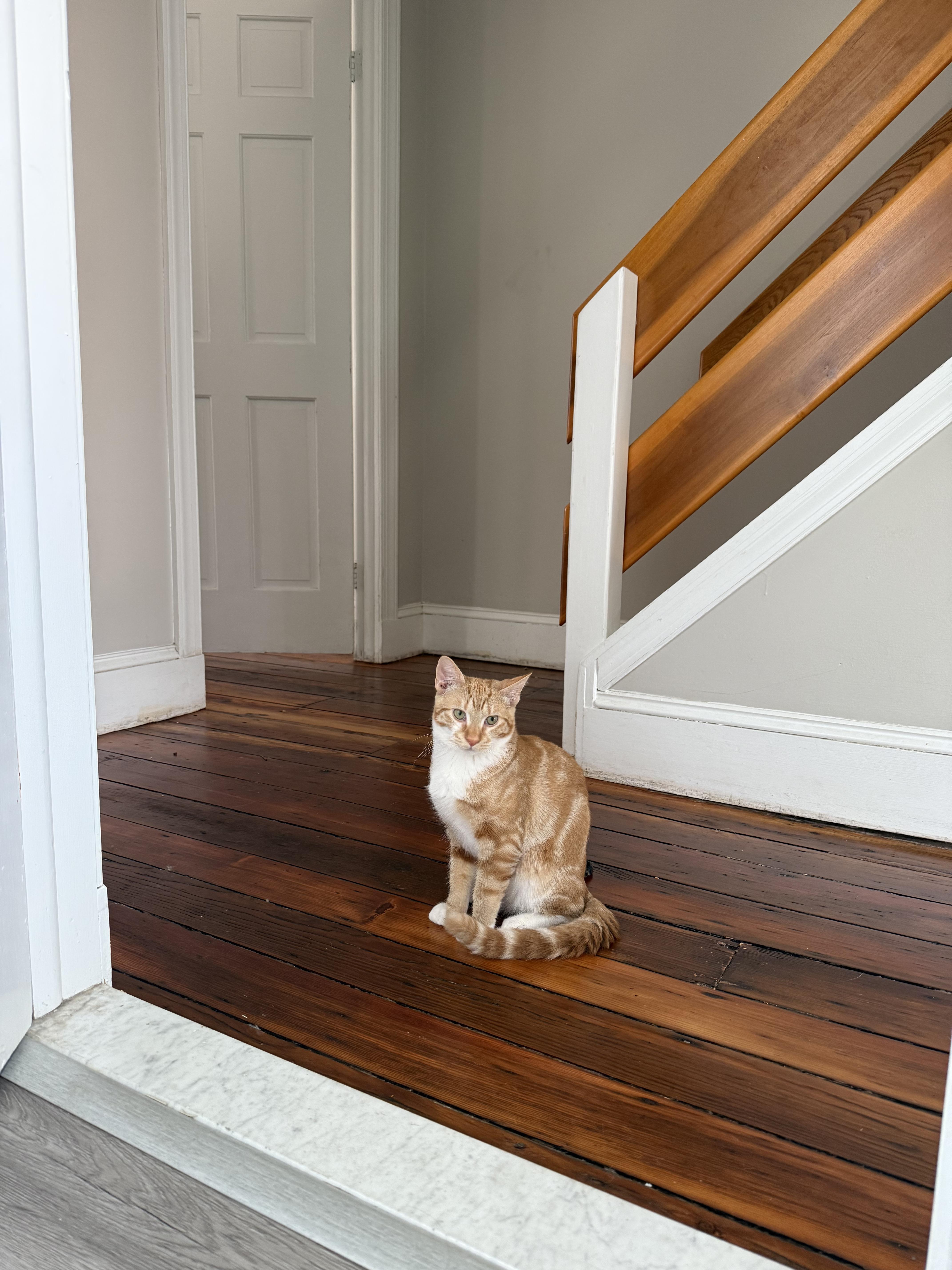 Colander, a Adoptable Domestic Short Hair in Philadelphia, PA image 3/5