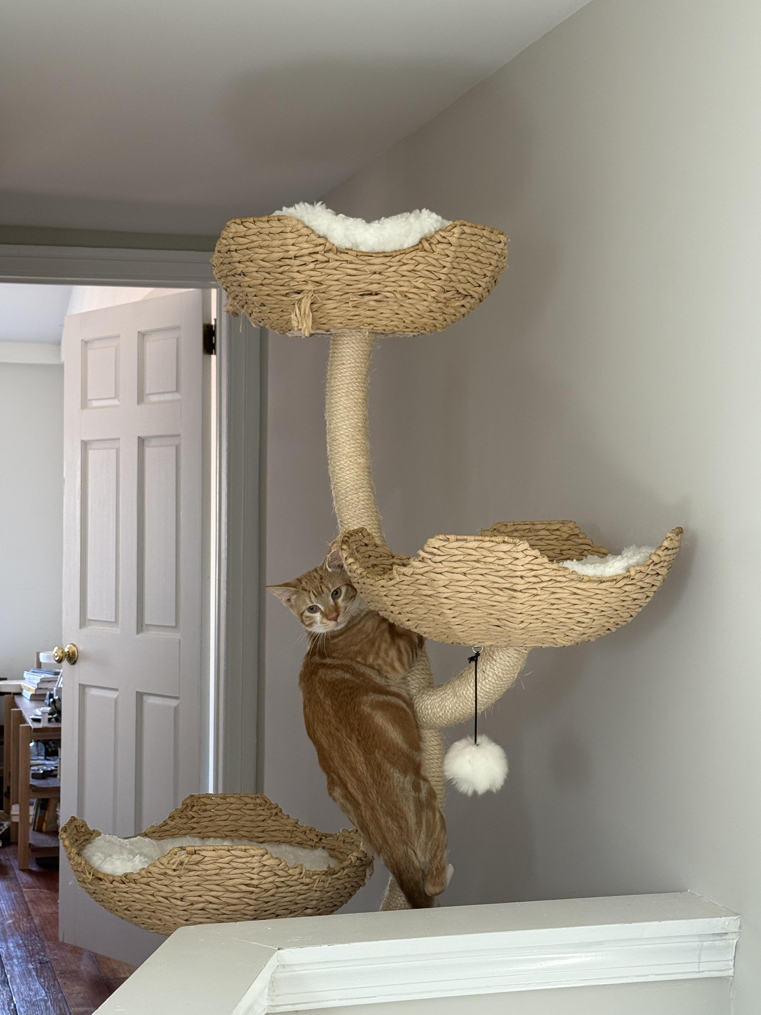 Colander, a Adoptable Domestic Short Hair in Philadelphia, PA image 4/5