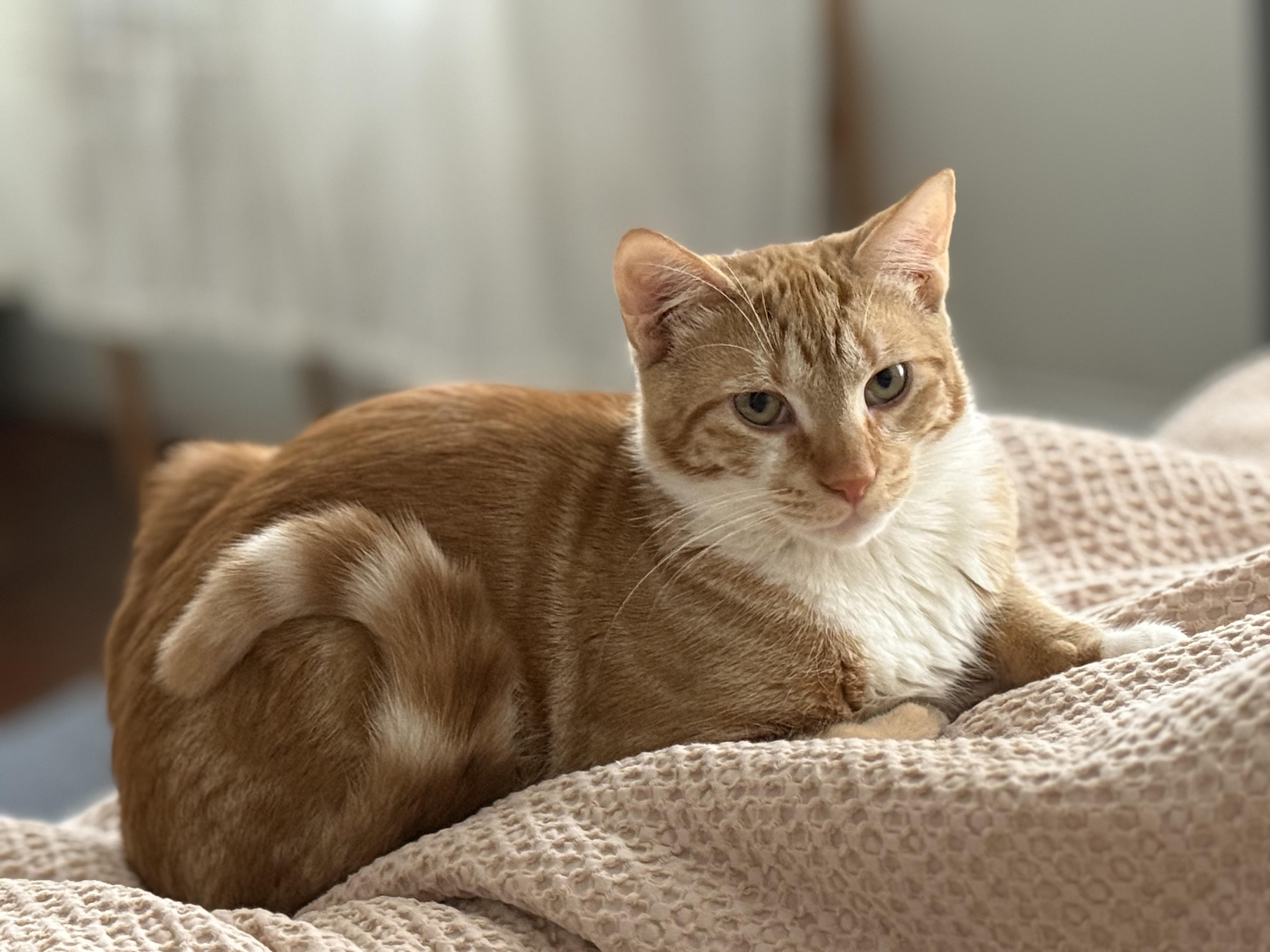 Enlarge Colander, a Adoptable Domestic Short Hair in Philadelphia, PA image 1/6