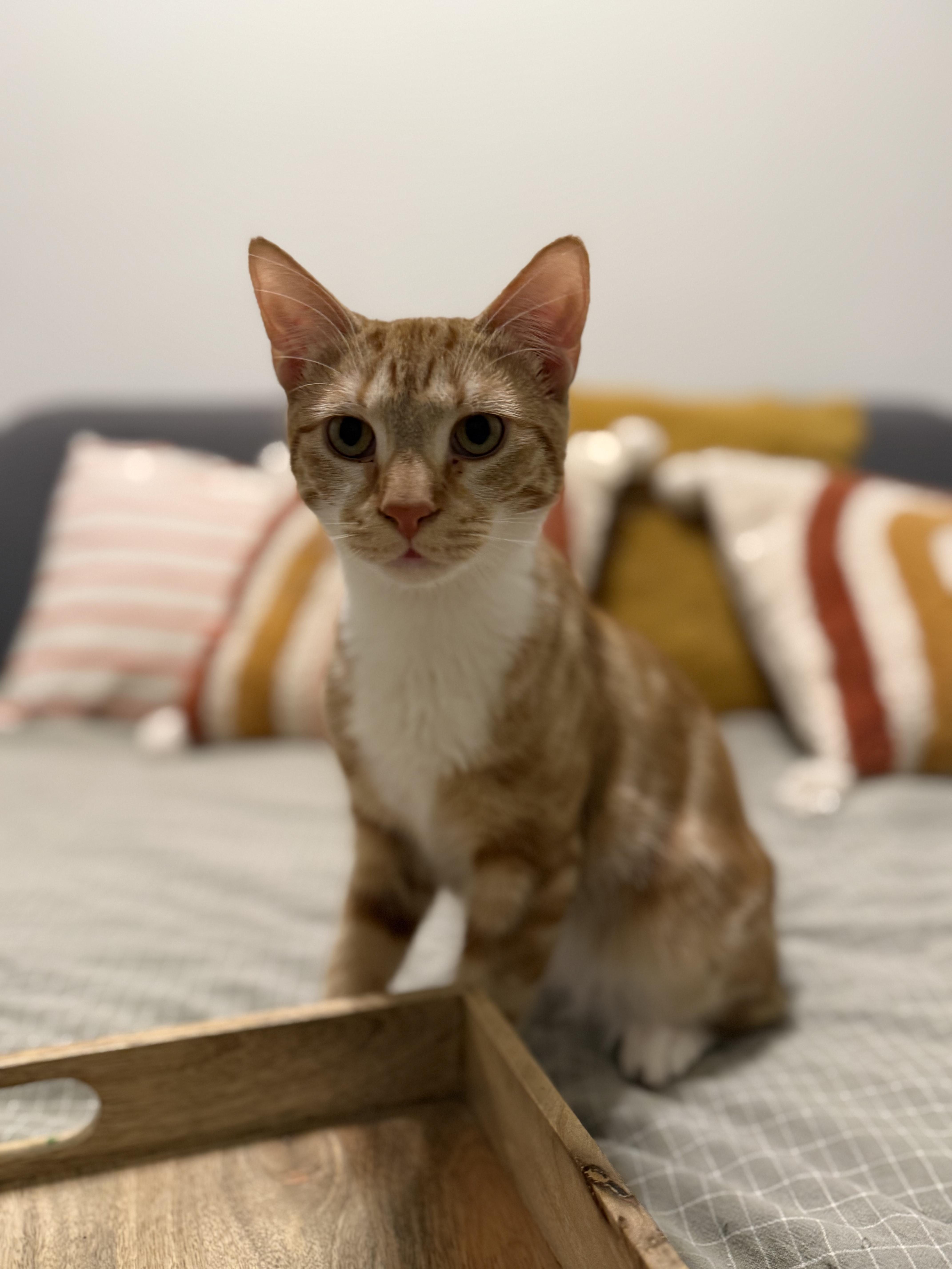 Enlarge Colander, a Adoptable Domestic Short Hair in Philadelphia, PA image 4/6