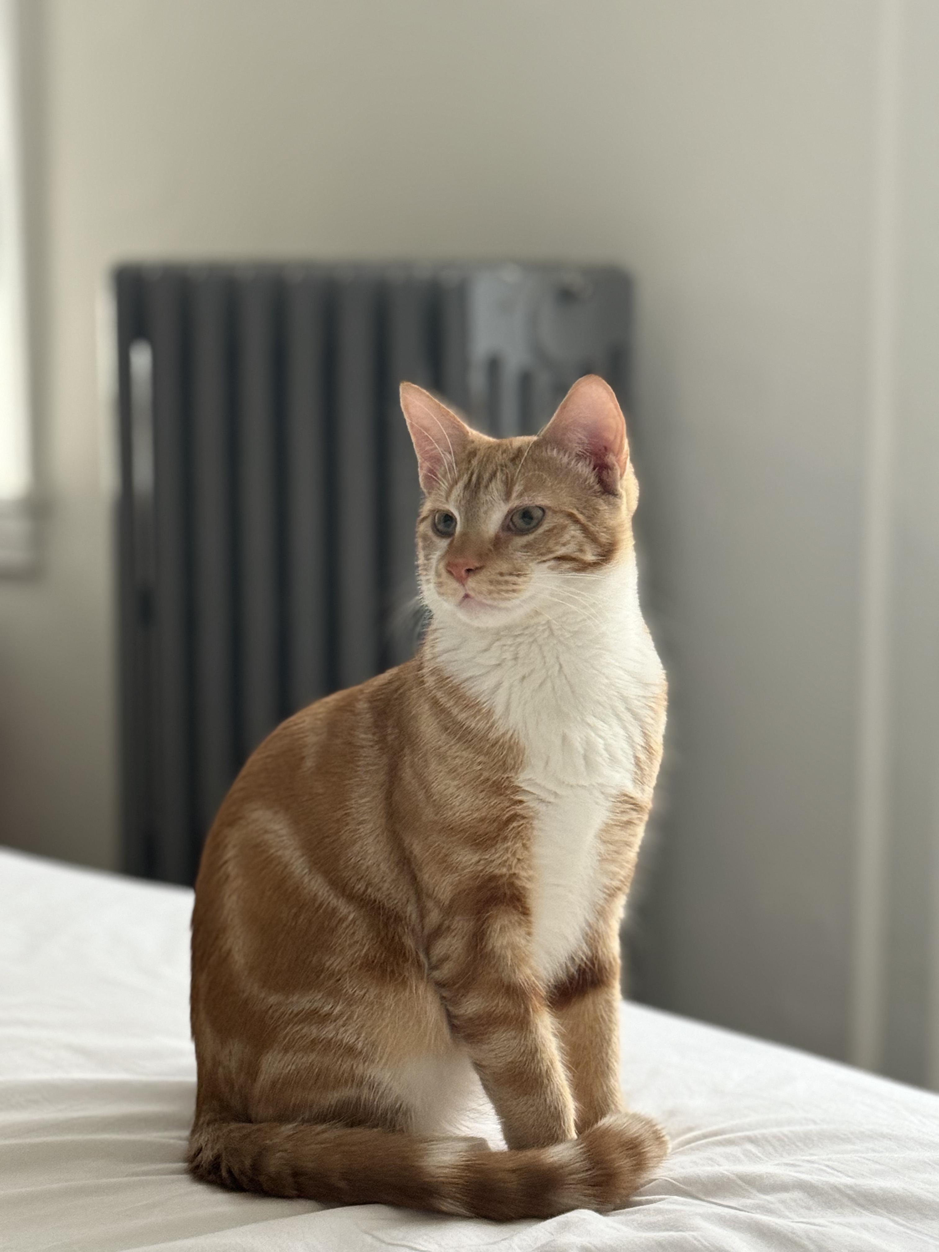 Enlarge Colander, a Adoptable Domestic Short Hair in Philadelphia, PA image 6/6