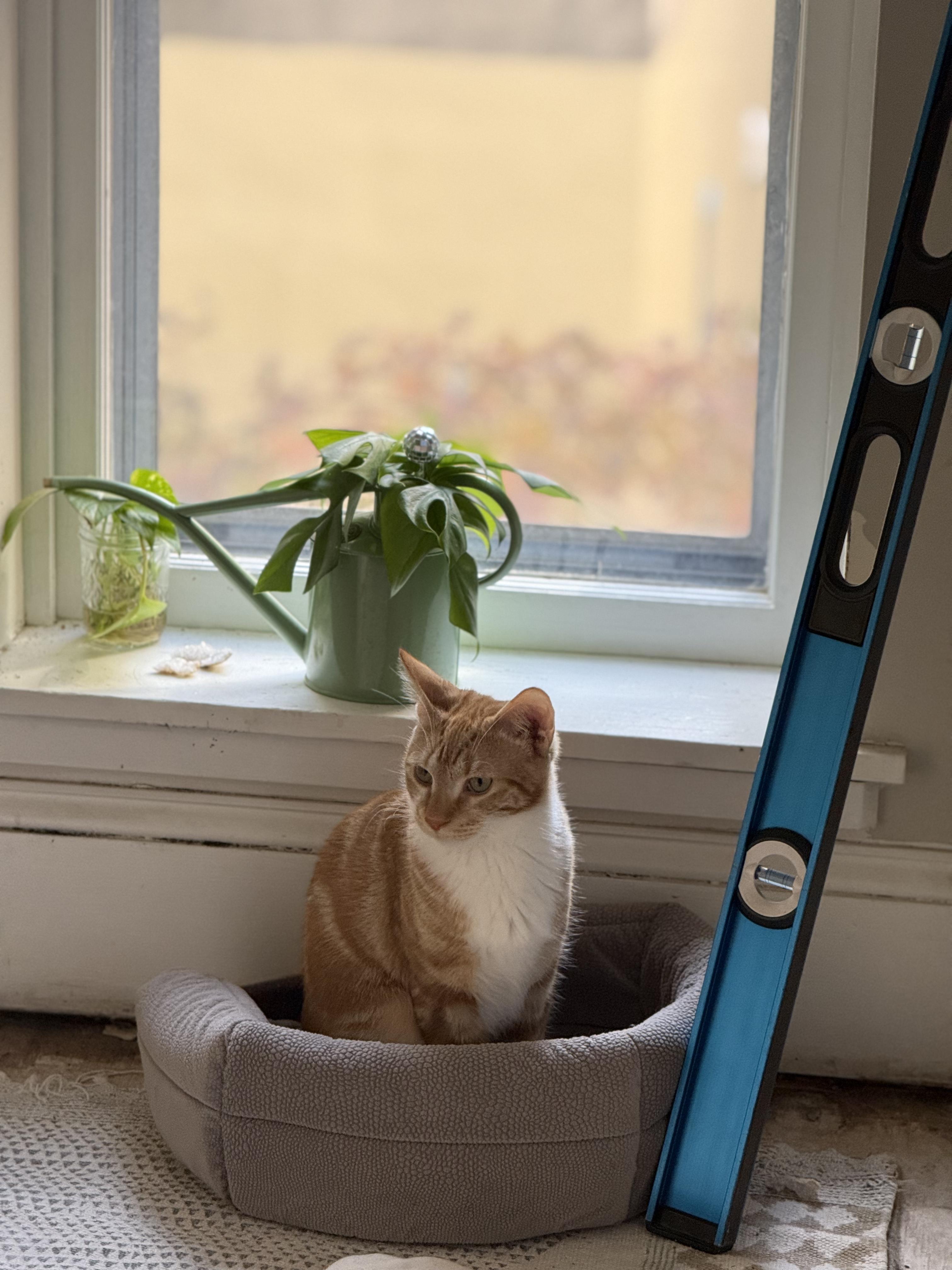 Enlarge Colander, a Adoptable Domestic Short Hair in Philadelphia, PA image 2/6