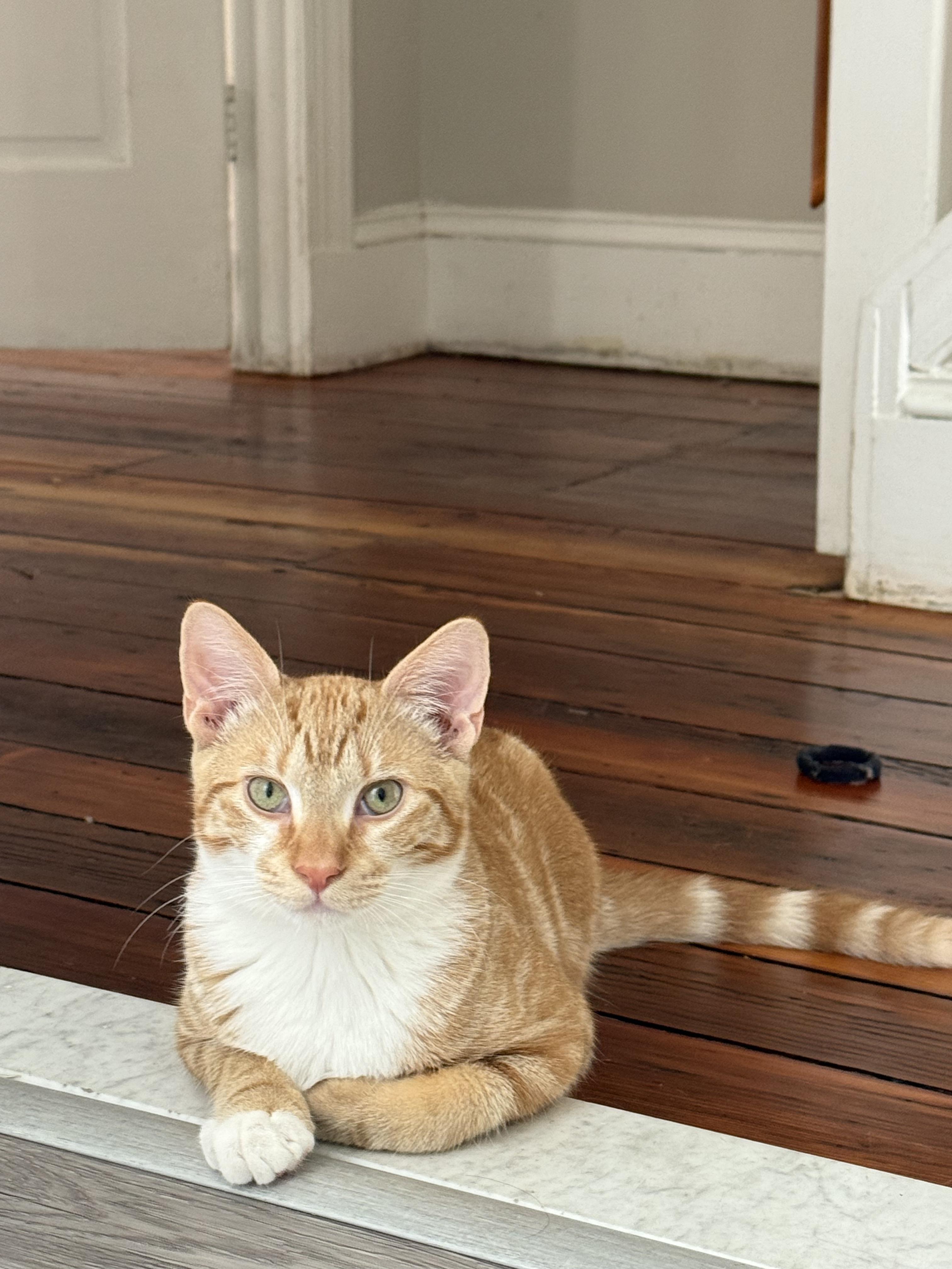 Colander, a Adoptable Domestic Short Hair in Philadelphia, PA image 5/5