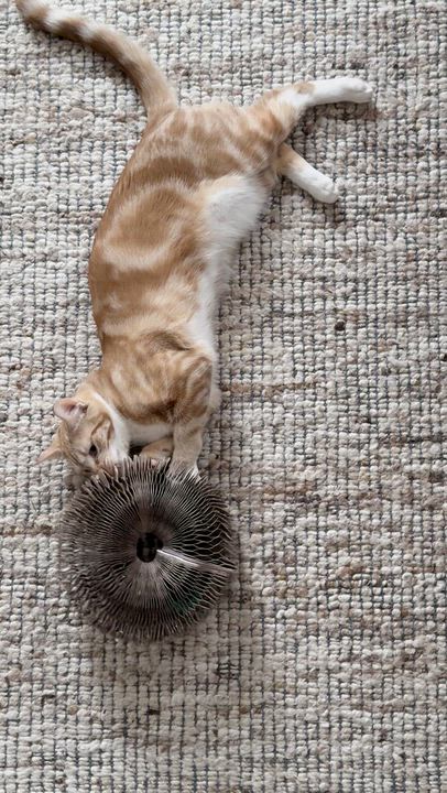 Enlarge Colander, a Adoptable Domestic Short Hair in Philadelphia, PA video 6/6