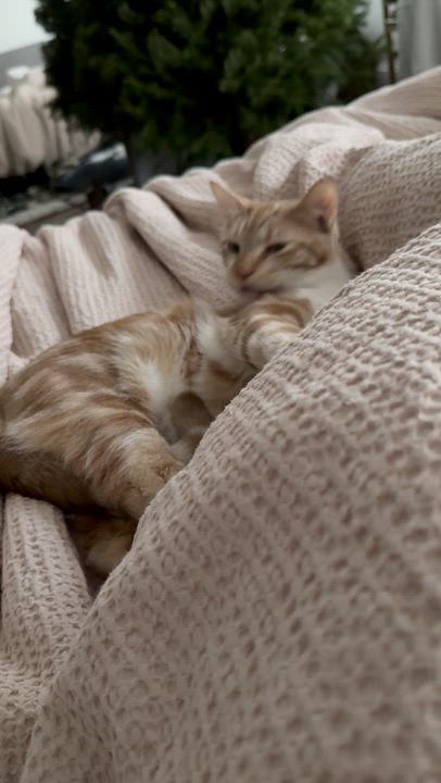 Enlarge Colander, a Adoptable Domestic Short Hair in Philadelphia, PA video 5/6