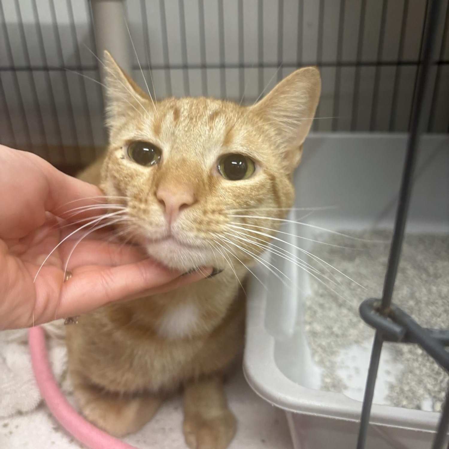 OJ, ADOPTABLE, Adult Male Domestic Short Hair.