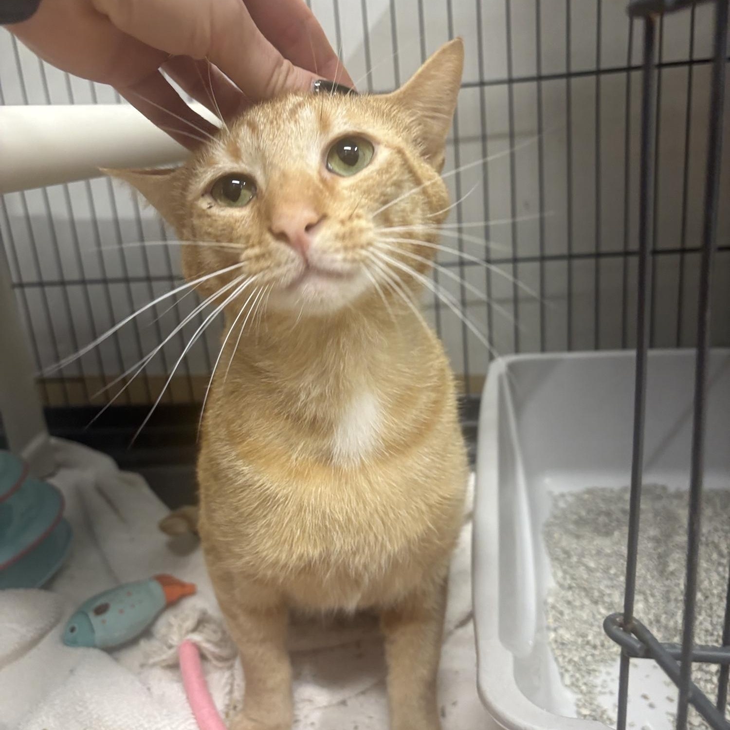 OJ, a ADOPTABLE Domestic Short Hair in Saint Charles, MO image 2/2