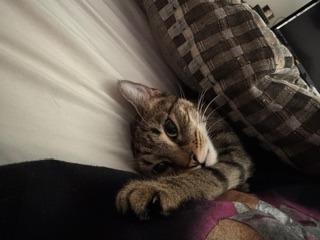 Kissmas, Adoptable, Adult Female Domestic Short Hair.