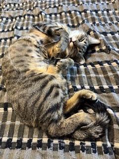 Kissmas, a Adoptable mixed breed in Gilbert, AZ image 2/5