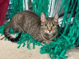 Kissmas, a Adoptable mixed breed in Gilbert, AZ image 3/5