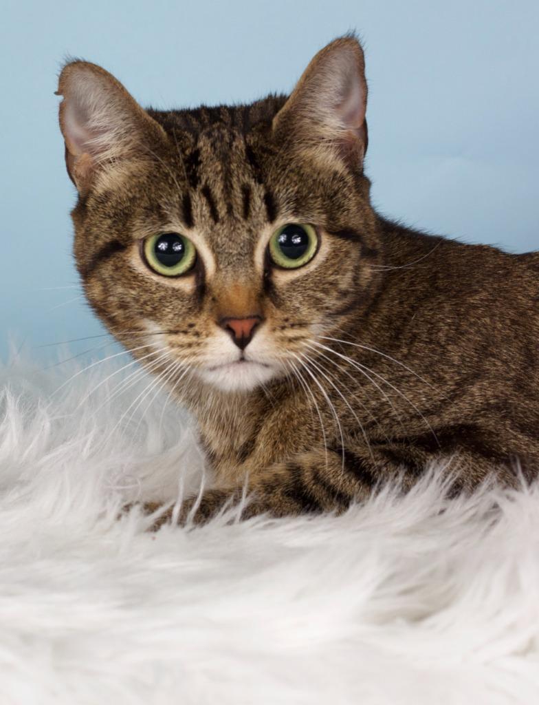 Kissmas, a Adoptable mixed breed in Gilbert, AZ image 4/5