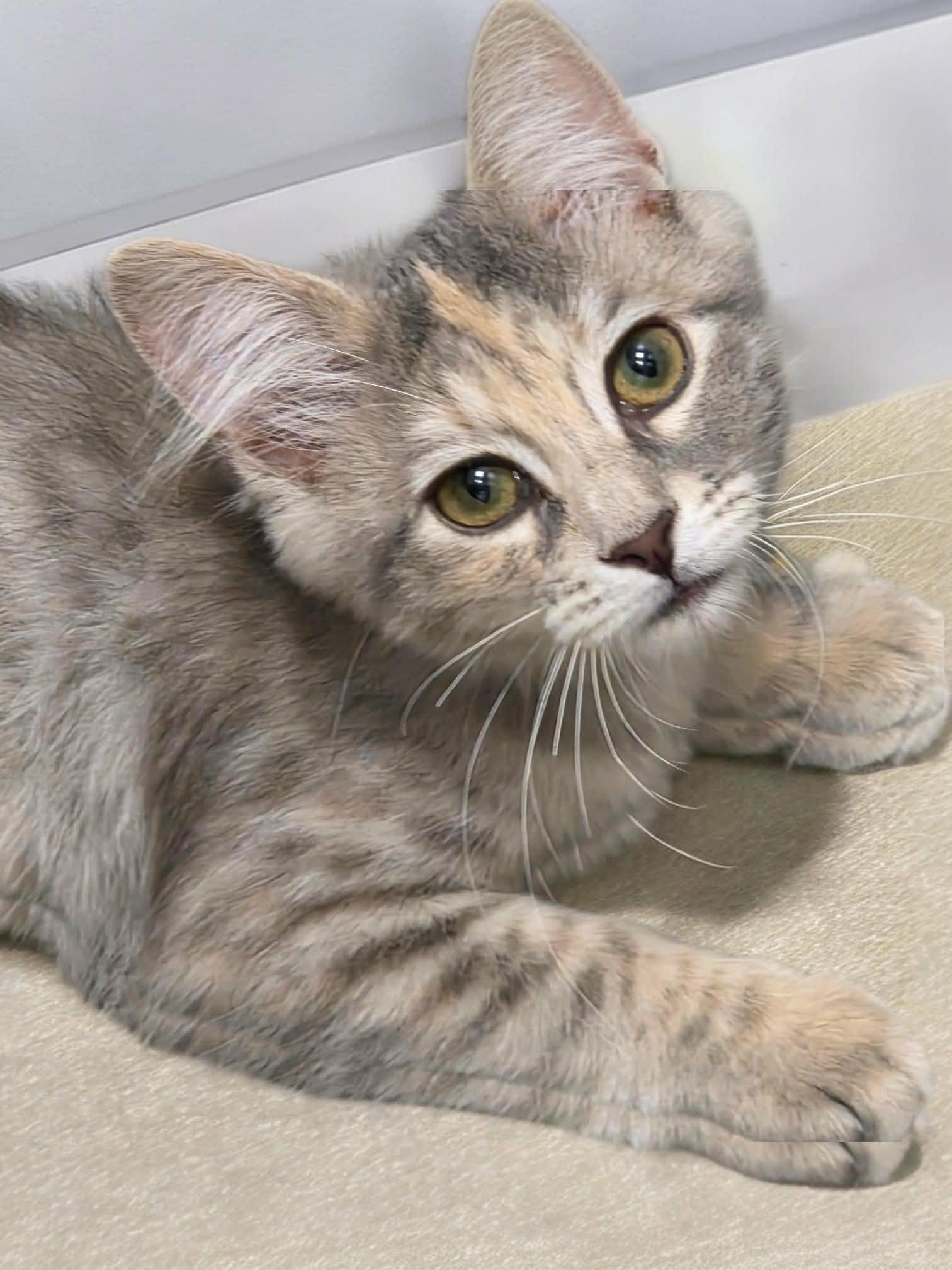 Blue Moon Over Brooklyn, Adopted, Young Female Domestic Long Hair.