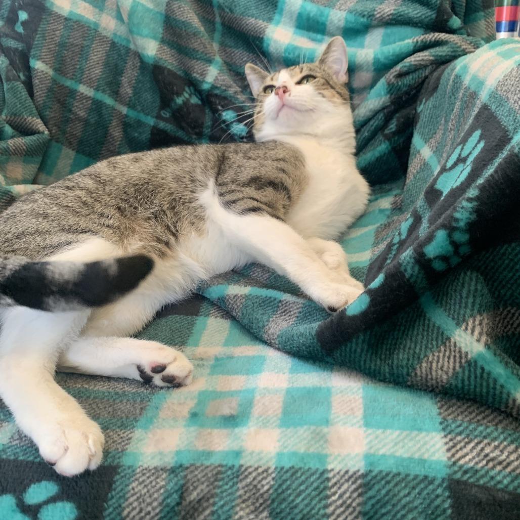 Reuben 25-026, Adoptable, Adult Male American Shorthair & Domestic Short Hair.