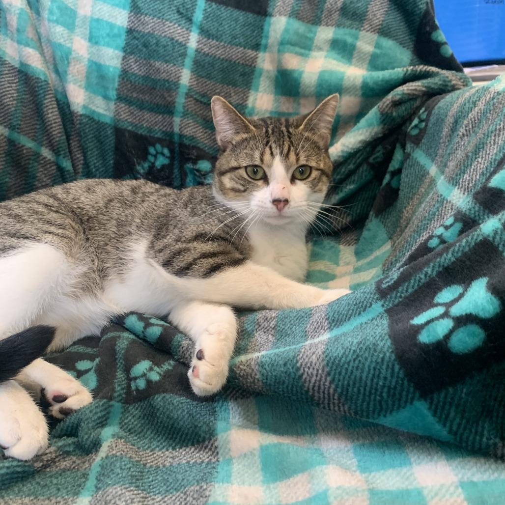 Enlarge Reuben 25-026, a Adoptable mixed breed in Little Rock, AR image 2/6