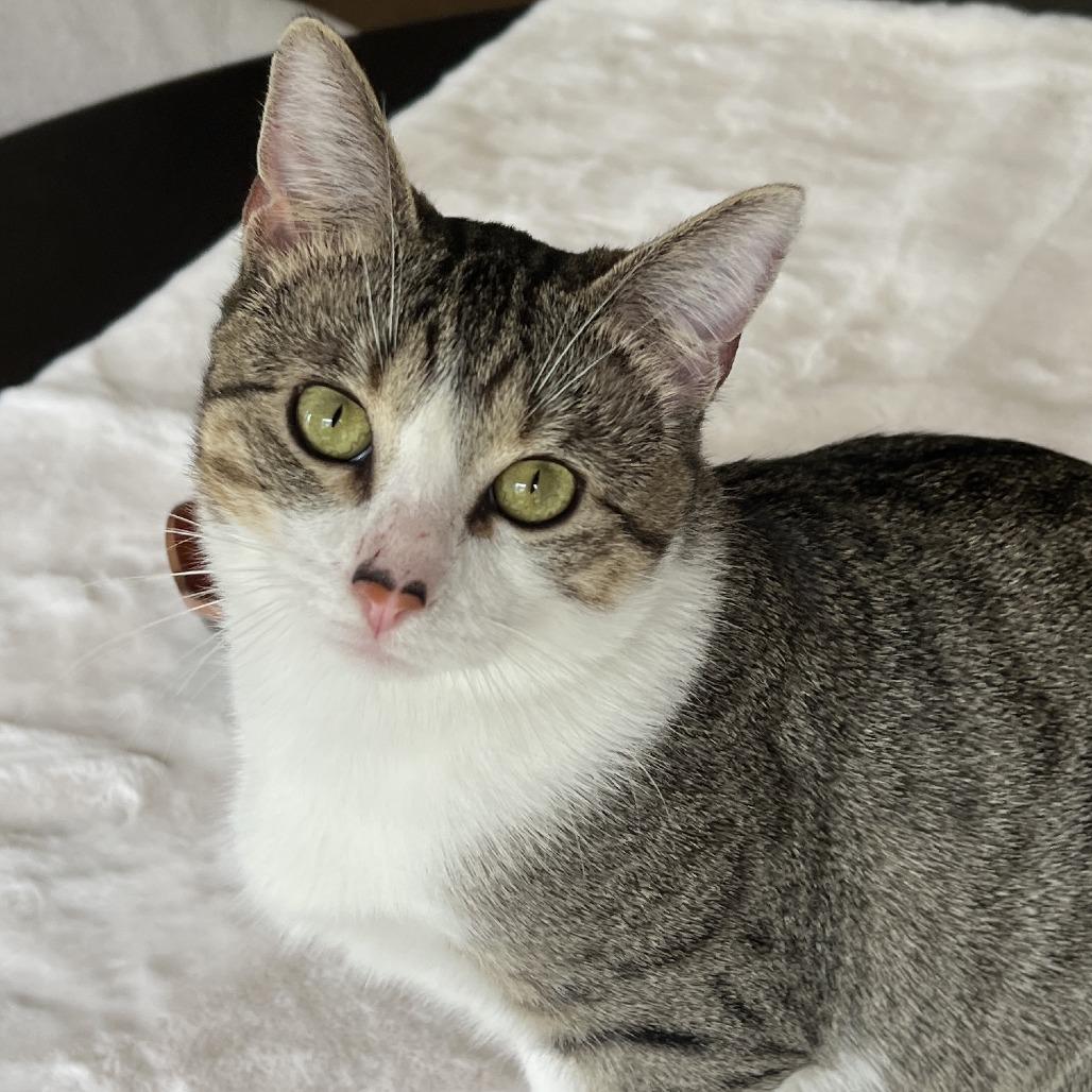 Enlarge Reuben 25-026, a Adoptable mixed breed in Little Rock, AR image 3/6