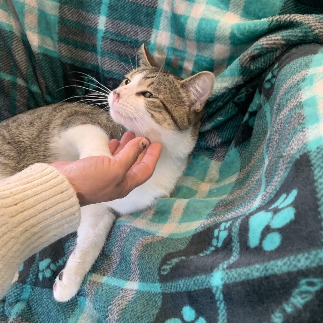 Enlarge Reuben 25-026, a Adoptable mixed breed in Little Rock, AR image 5/6