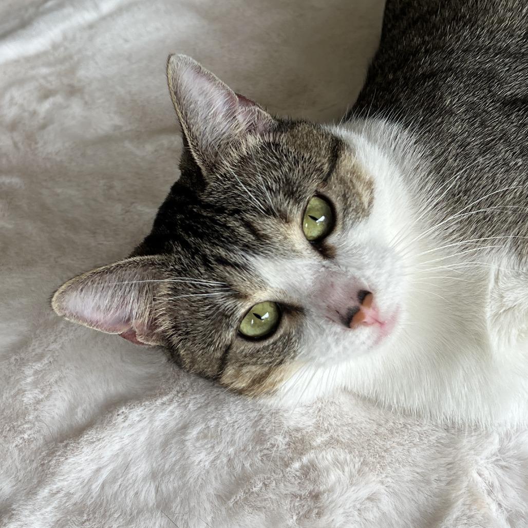 Enlarge Reuben 25-026, a Adoptable mixed breed in Little Rock, AR image 6/6