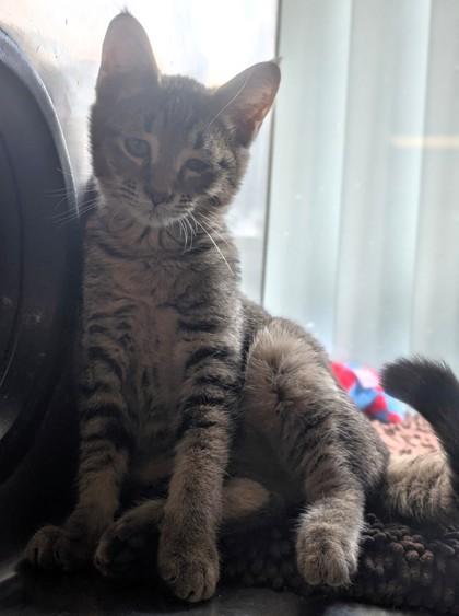 Enlarge Voss, a Adoptable Domestic Short Hair in Buchanan Dam, TX image 1/1