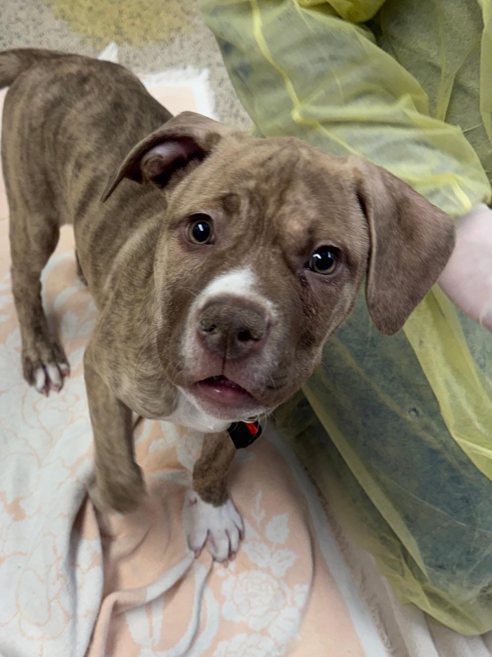 Tony Montana, adopted, Puppy Male Pit Bull Terrier.