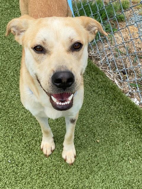 GEMMA, Adoptable, Adult Female Labrador Retriever & Mixed Breed.