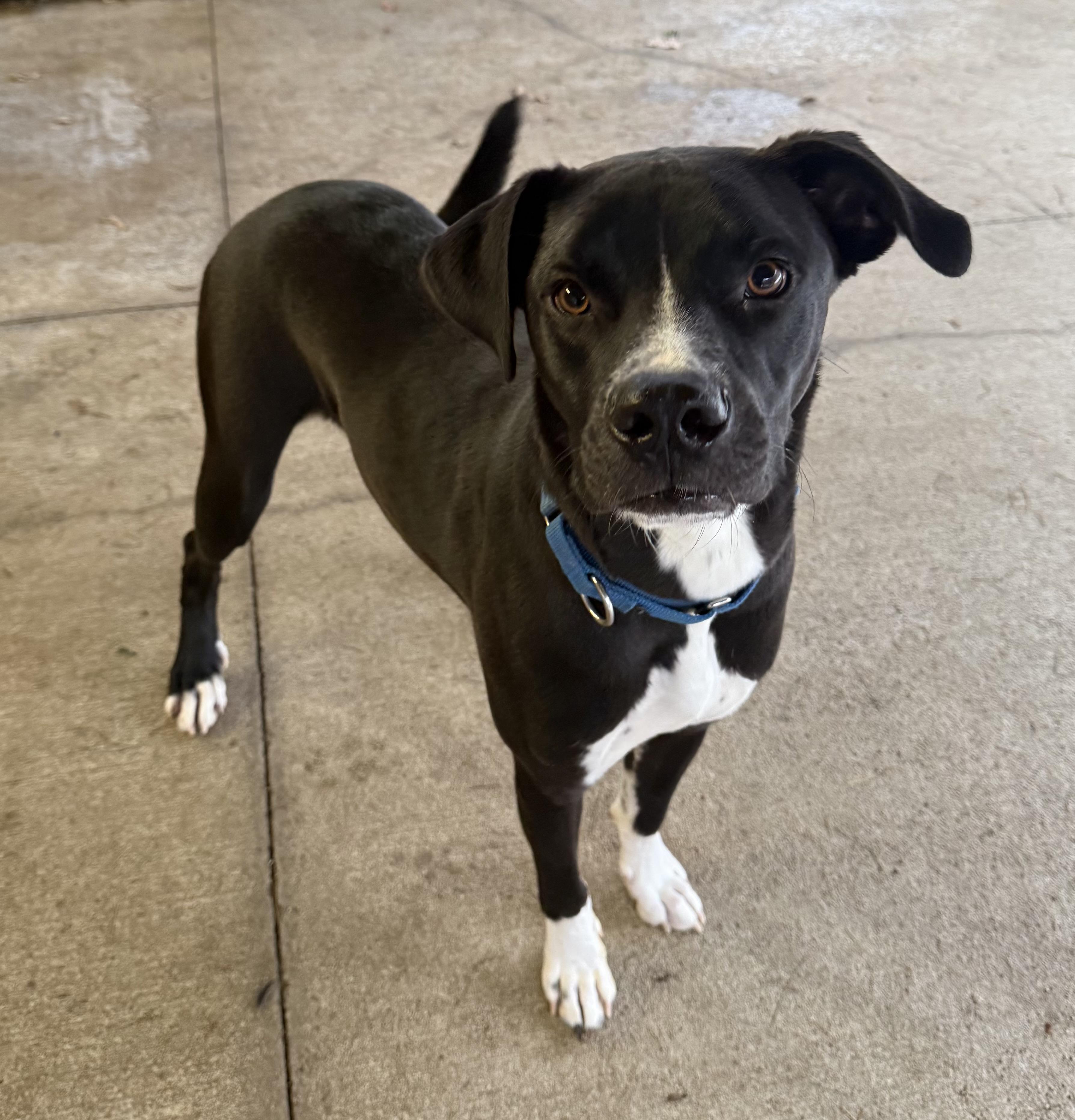 Enlarge Takoda, a ADOPTABLE mixed breed in Sudbury, MA image 2/4