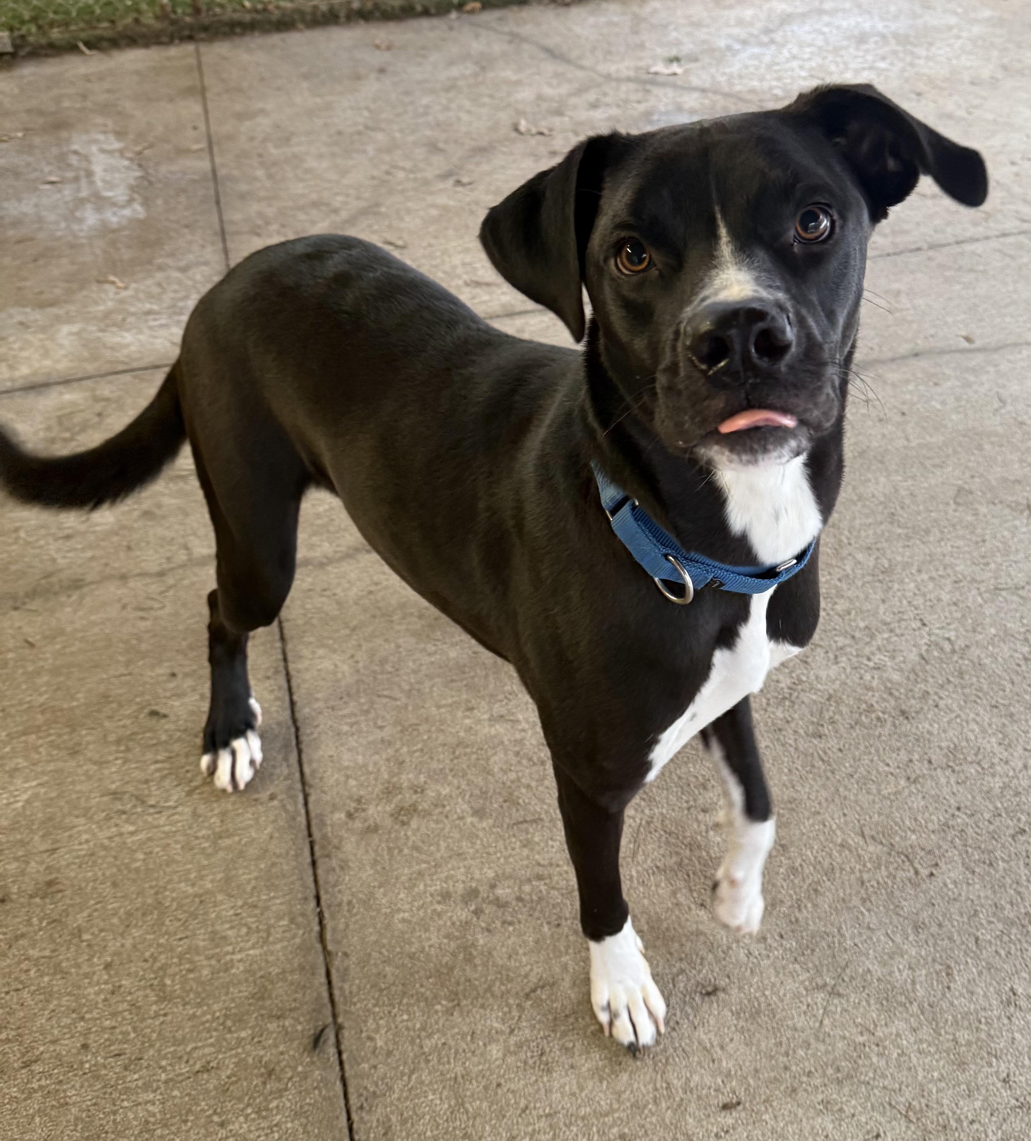 Takoda, ADOPTABLE, Young Male Boxer.