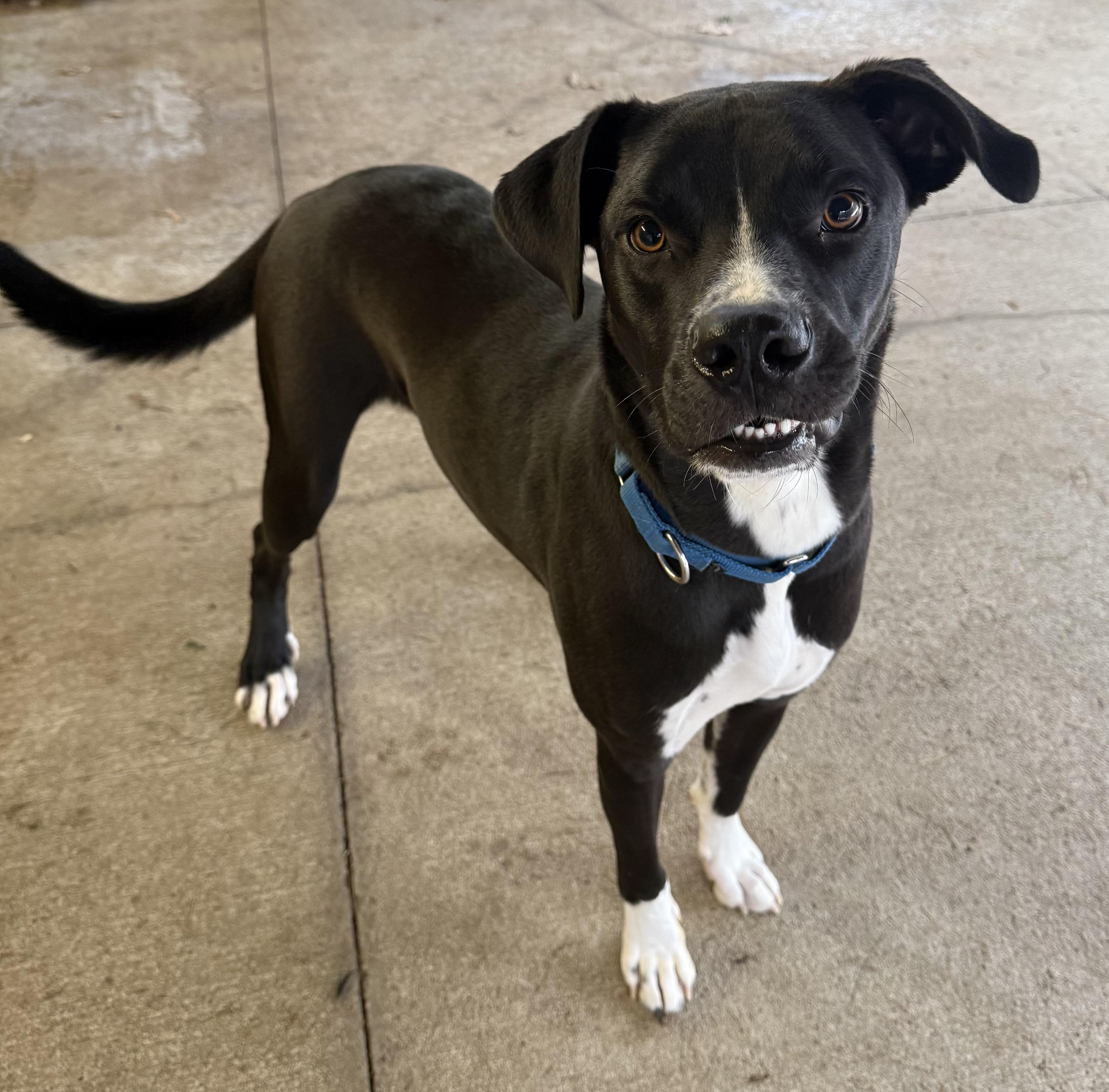 Enlarge Takoda, a ADOPTABLE mixed breed in Sudbury, MA image 4/4