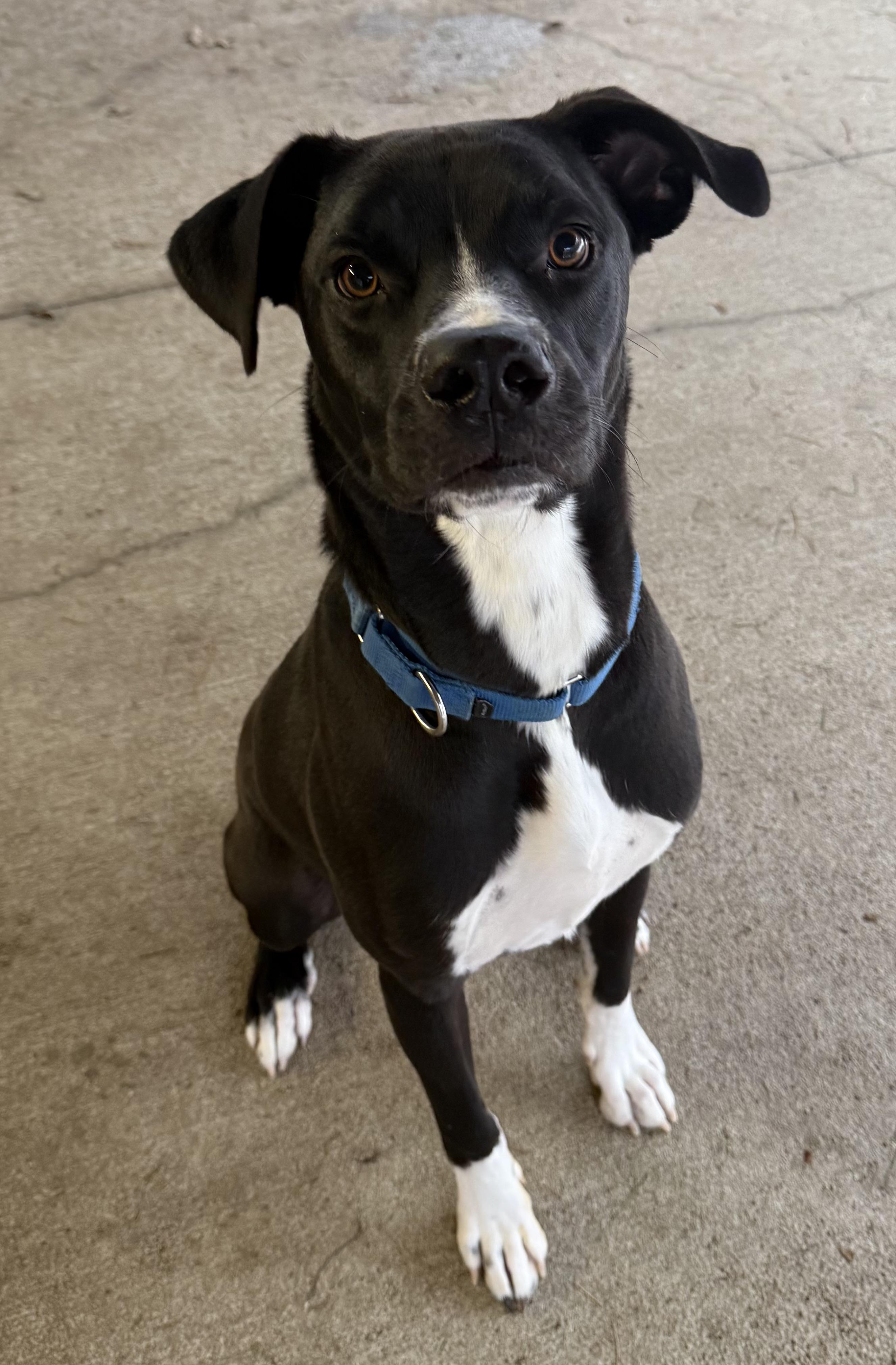 Enlarge Takoda, a ADOPTABLE mixed breed in Sudbury, MA image 3/4