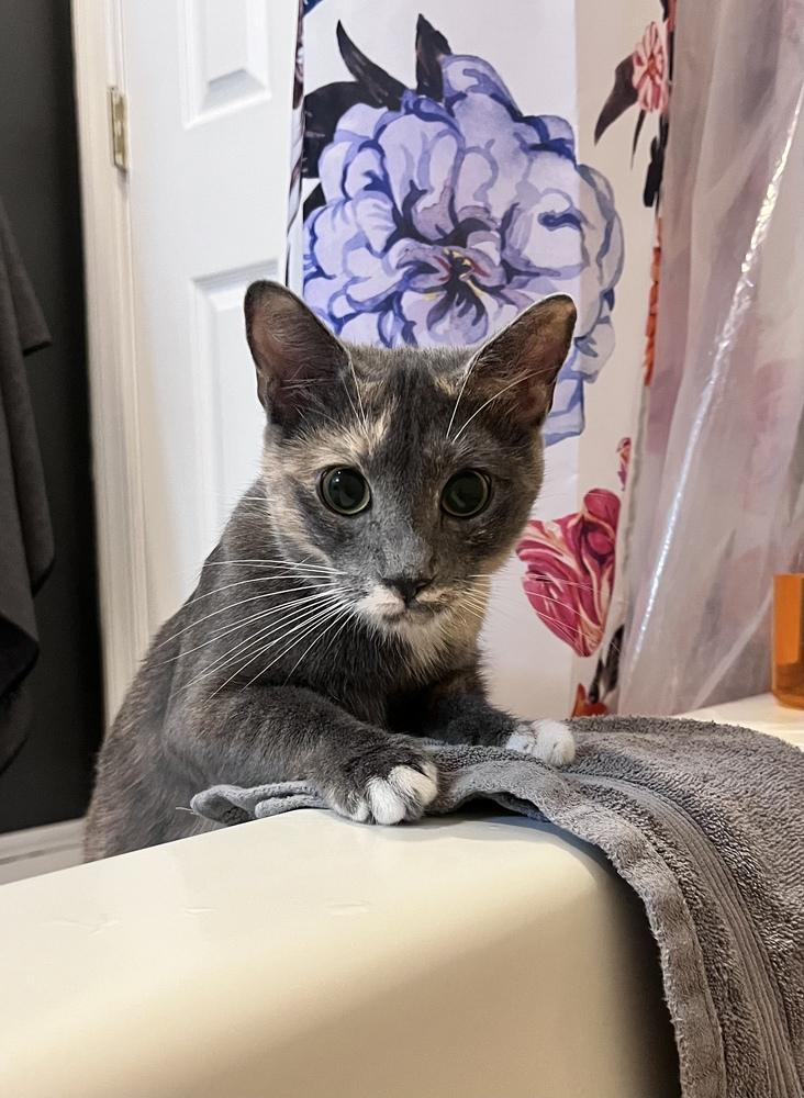 Elle, a Adoptable Domestic Short Hair in Martinsburg, WV image 1/6