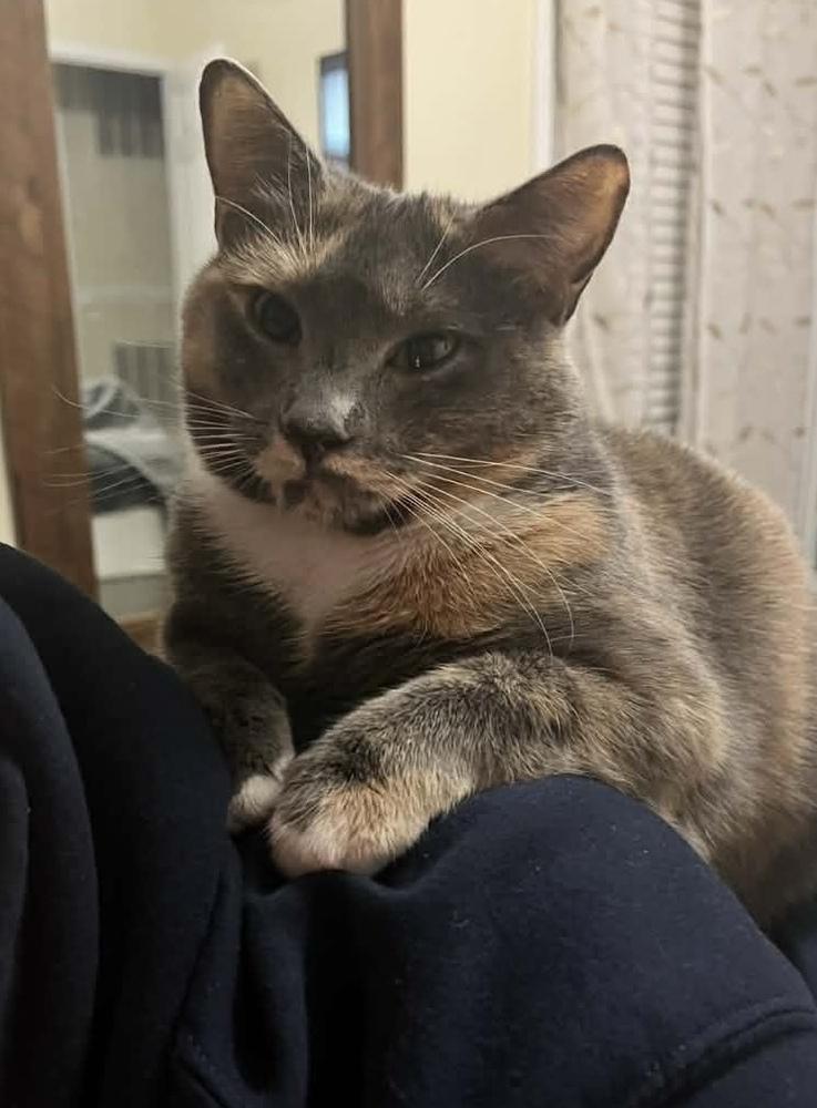 Elle, a Adoptable Domestic Short Hair in Martinsburg, WV image 2/6