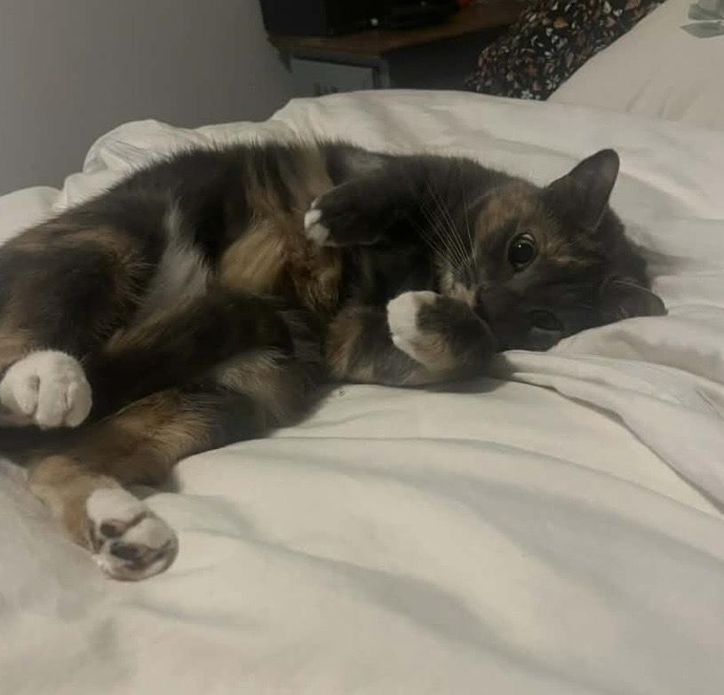 Elle, a Adoptable Domestic Short Hair in Martinsburg, WV image 3/6