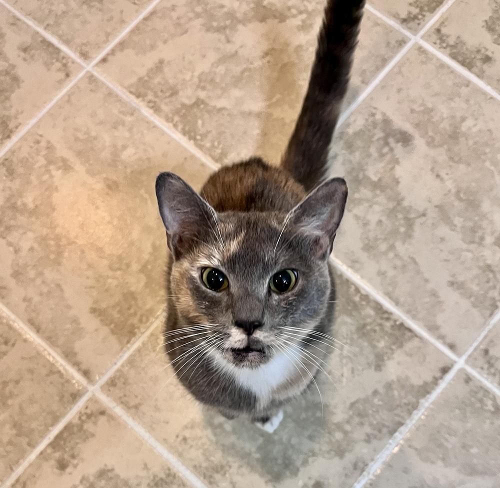Elle, a Adoptable Domestic Short Hair in Martinsburg, WV image 4/6