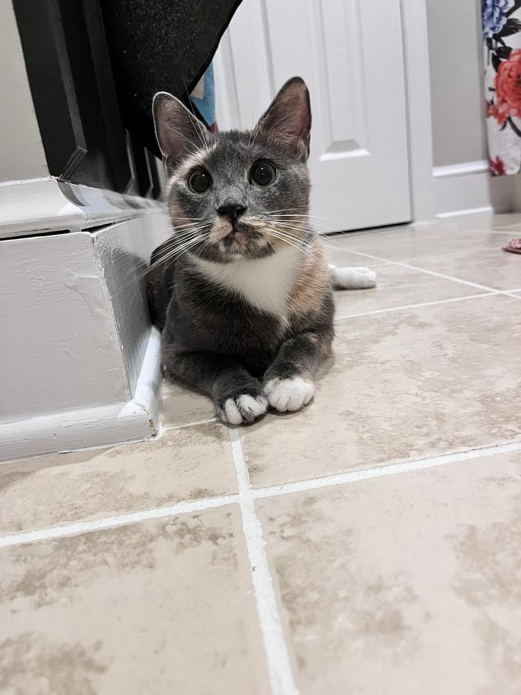 Elle, a Adoptable Domestic Short Hair in Martinsburg, WV image 5/6