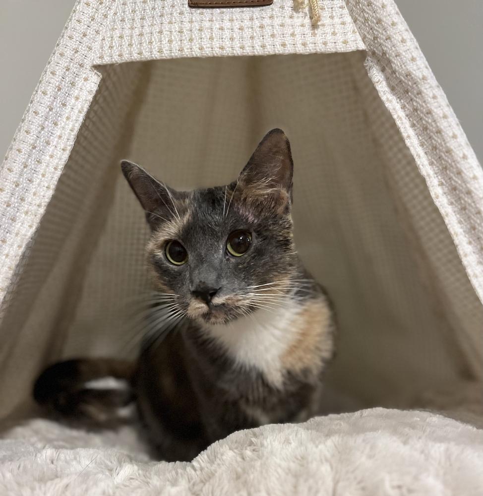 Elle, a Adoptable Domestic Short Hair in Martinsburg, WV image 6/6