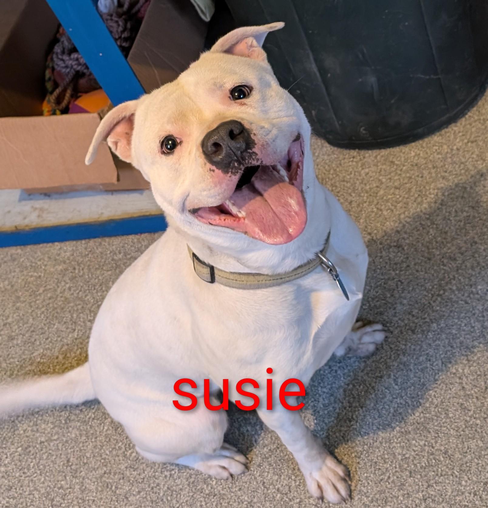 Susie, Adoptable, Adult Female American Staffordshire Terrier.