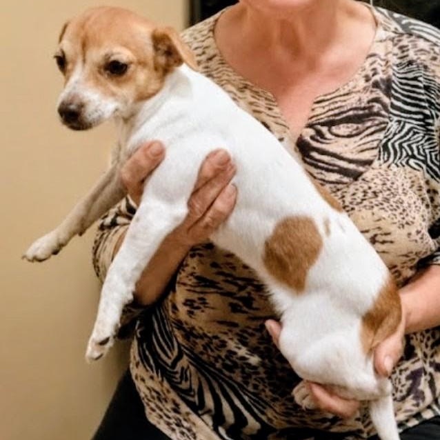 Meg, a Adoptable mixed breed in Olympia, WA image 5/5