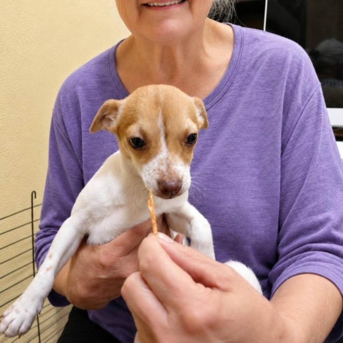 Meg, a Adoptable mixed breed in Olympia, WA image 3/5