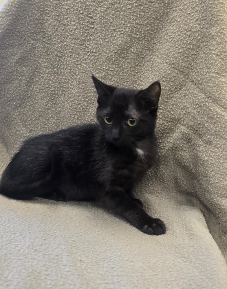 Enlarge Bagel, a Adoptable Domestic Short Hair in Dickson, TN image 1/1