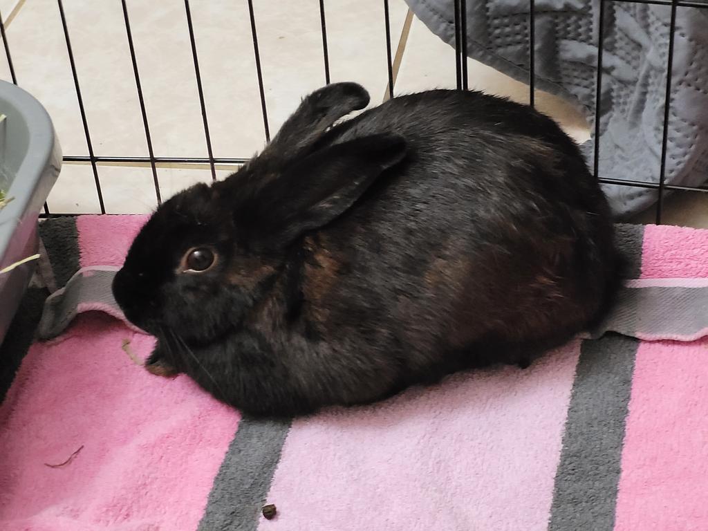 Enlarge Raven, a Adoptable American in Brandon, FL image 1/1